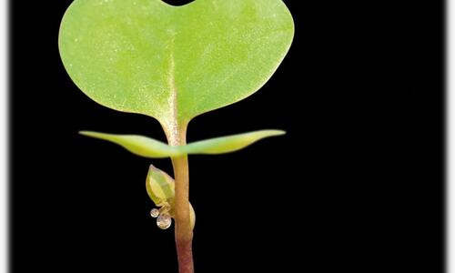 DESPERADO - Un hibrid puternic de clasă compactă!