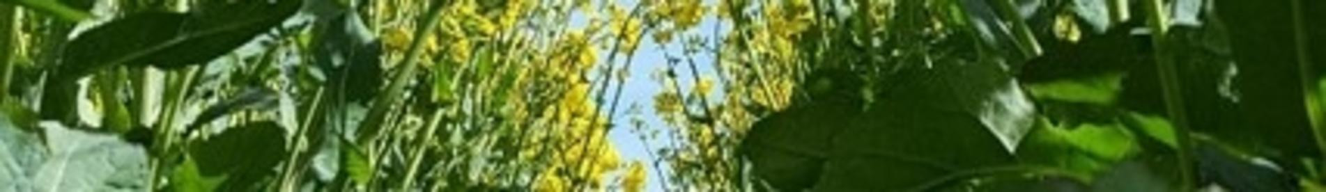 KASALLA - Pachet agonomic de excepție pentru S-E Europei