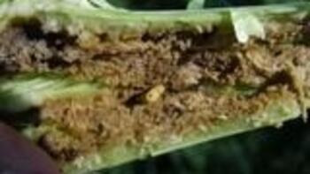 Gargarita tulpinilor de rapita