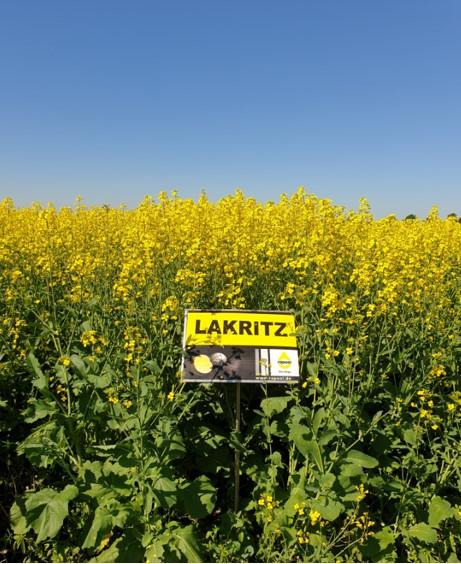 Lakritz