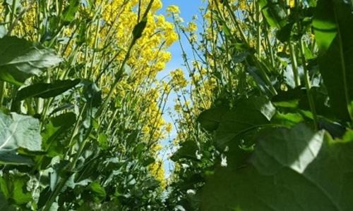KASALLA - Pachet agonomic de excepție pentru S-E Europei