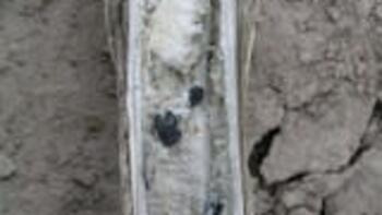 Sclerotinia – putregaiul alb