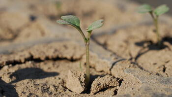 Campania de semanat in 2018 – ce putem face in privinta culturii de rapita in acest sezon?