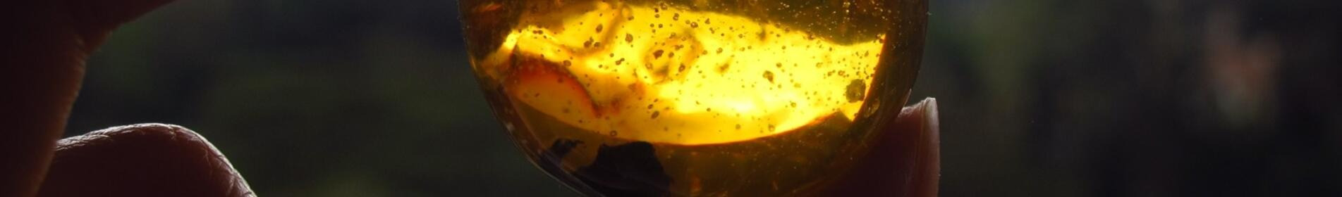 BERNSTEIN - BERNSTEIN BIJUTERIA HIBRIZILOR DE RAPIȚĂ!