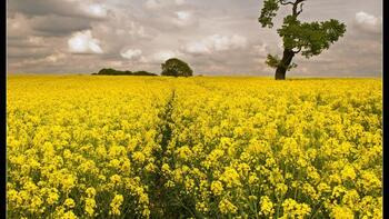Motive bune pentru a cultiva si a utiliza produse derivate din rapita