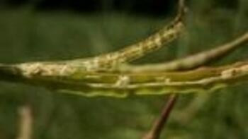 Verticillium longisporium