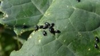 Puricii cruciferelor