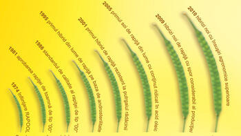 Fascinaţia rapiţei pentru ulei