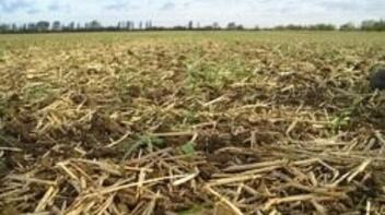 Semanatul rapitei fara aratura