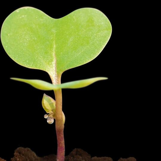 DESPERADO - Un hibrid puternic de clasă compactă!