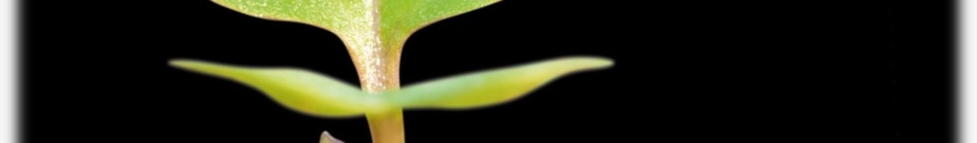 DESPERADO - Un hibrid puternic de clasă compactă!