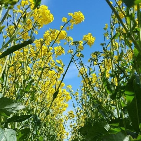 KASALLA - Pachet agonomic de excepție pentru S-E Europei